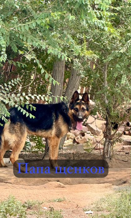 Продаются щенки немецкой овчарки