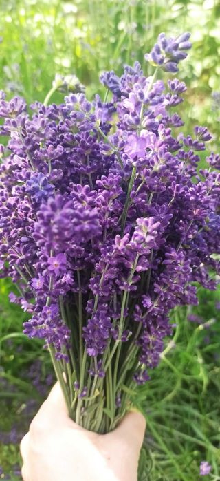 Buchete lavanda 2025