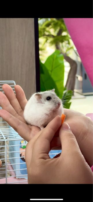 Хомяк сразу с домиком