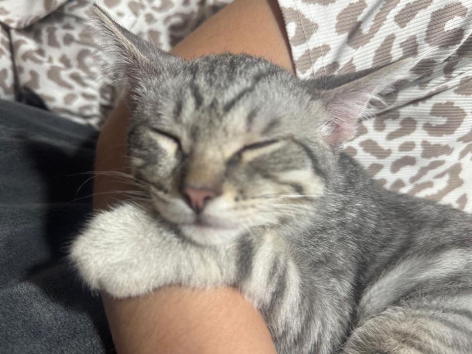 Отдам котенка в добрые руки