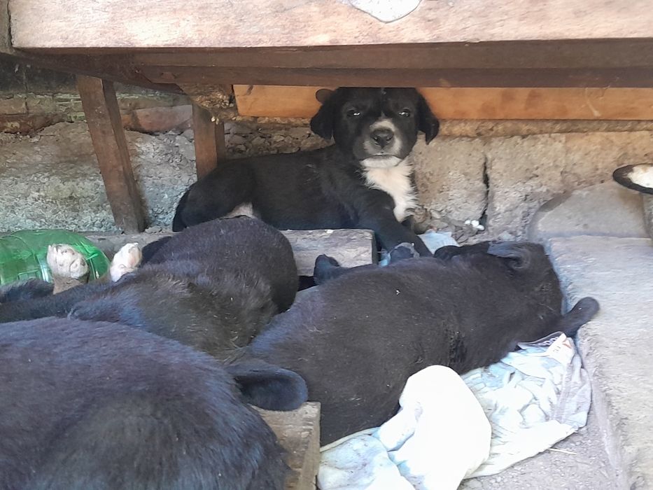 продаются щенки,почти даром!!