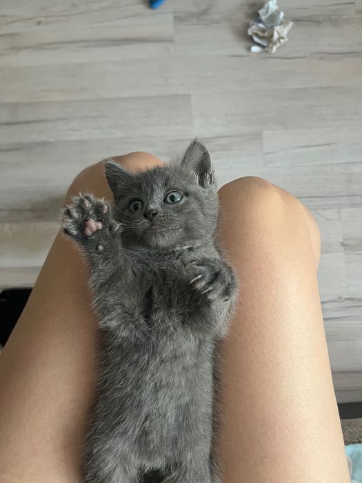 Котята полу породистые