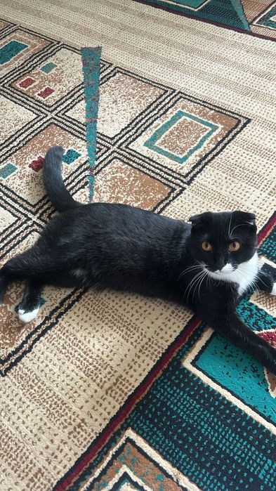 Отдам в добрые руки