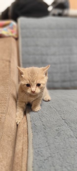Отдам бесплатно котят мальчик и девочка