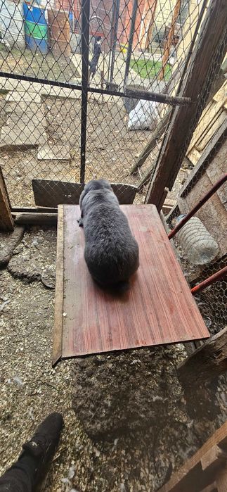 Mascul berbec german albastru