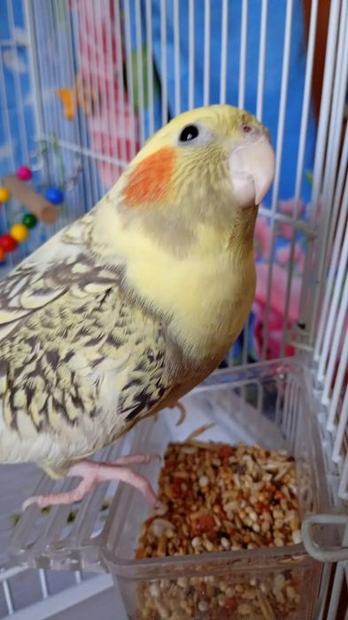 ПОТЕРЯЛСЯ корелла водник 1