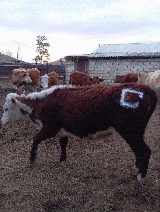 Бойдақ қашар сатылады 1,5 ақбас тұқымды