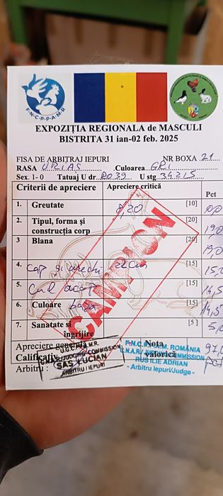 Mascul urias german gri