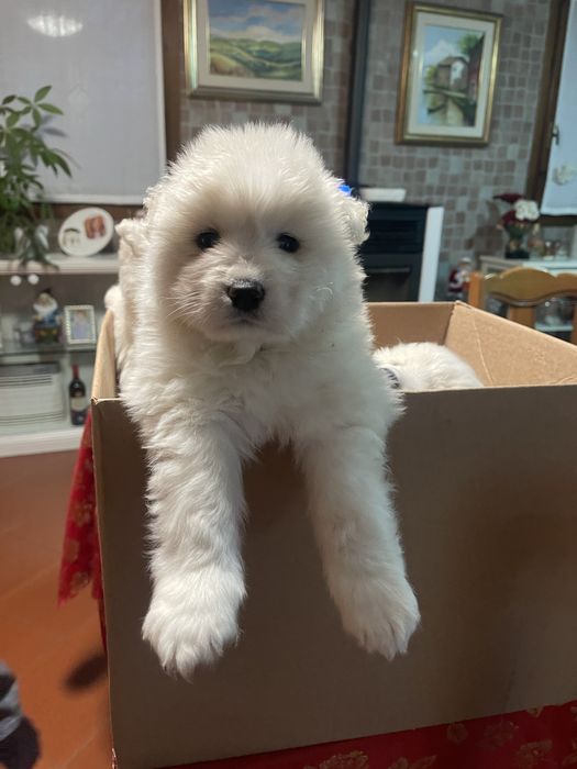 Catelusi rasa samoyed