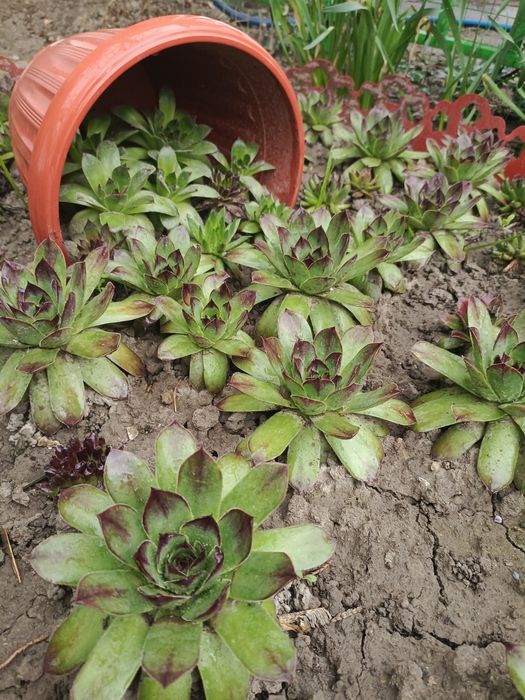 Цветы для сада Тараз