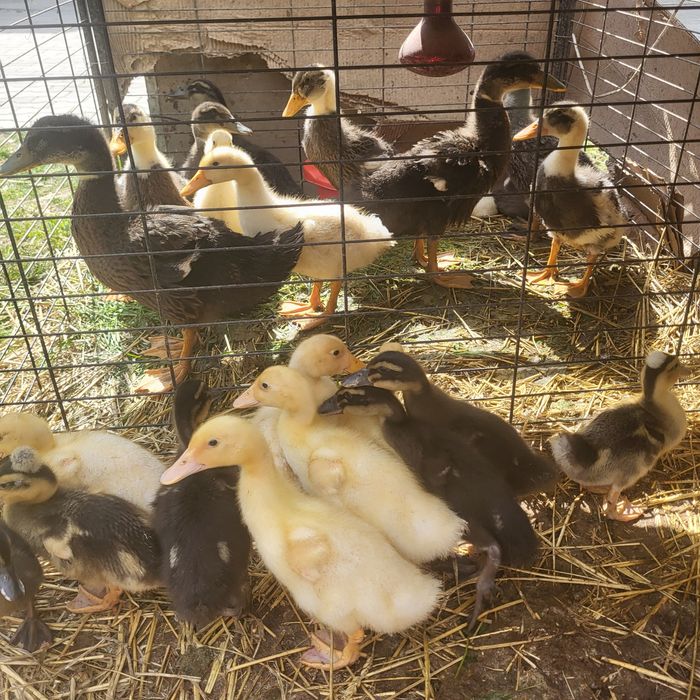 Puișori de rață de diferite vîrste vrea să zbore.