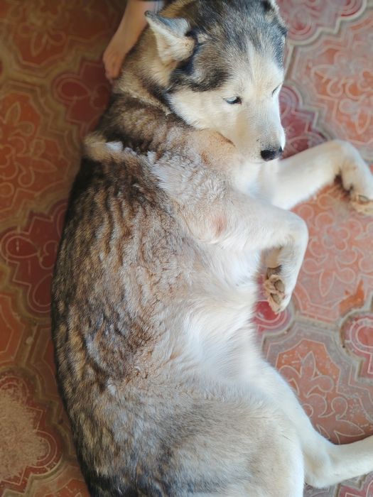 Haski sotiladi zotdor