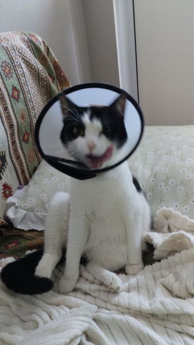 Отдам кота кастрированного