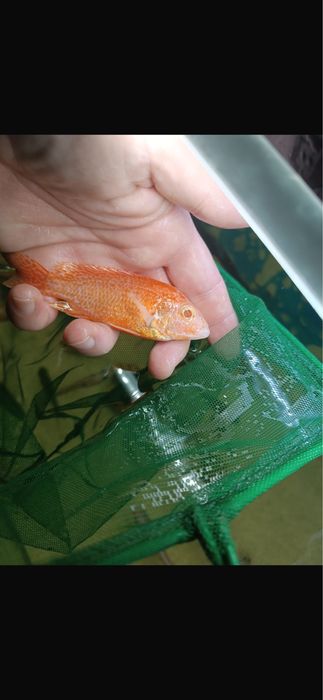 Ciclide africane de vanzare