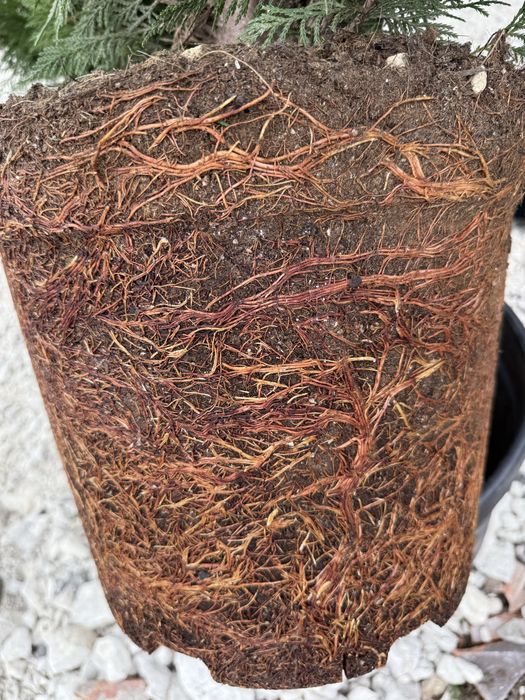 Vand leylandi/leylandi gold calitate extra