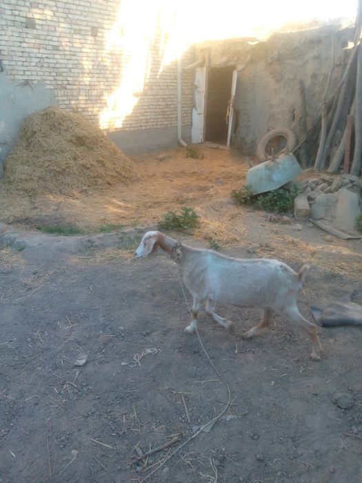 Kal echki sotiladi
