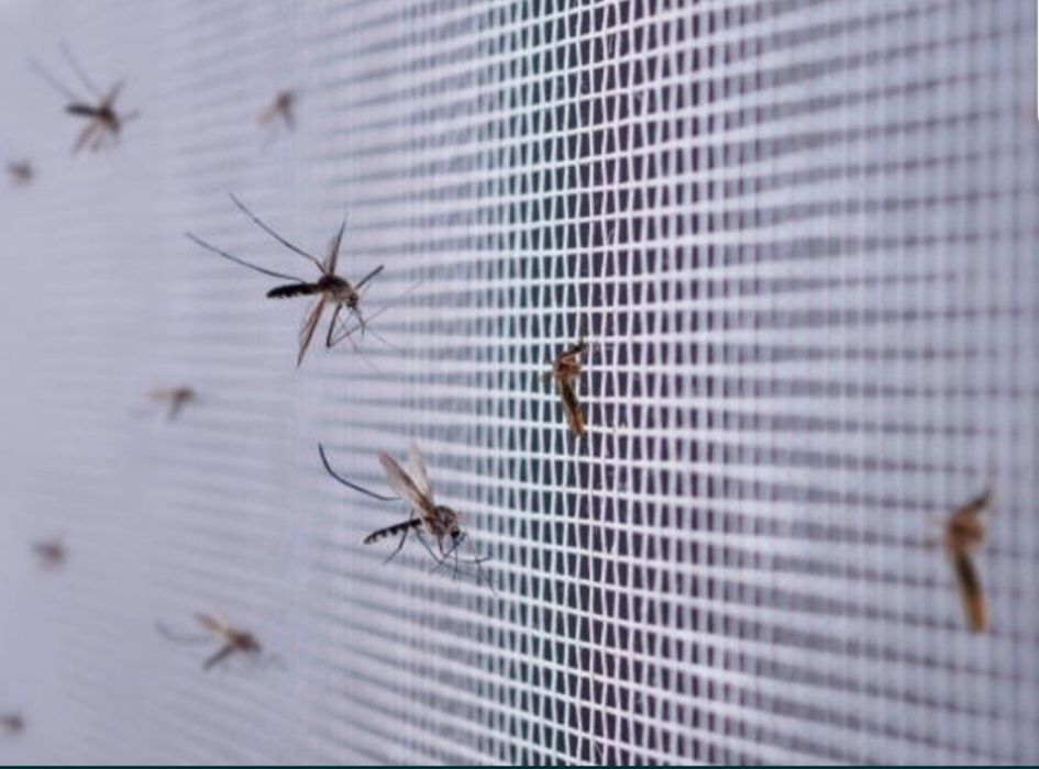 Москитные сетки, Москитная сетка