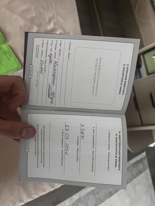Ит собака белый померанский шпиц.