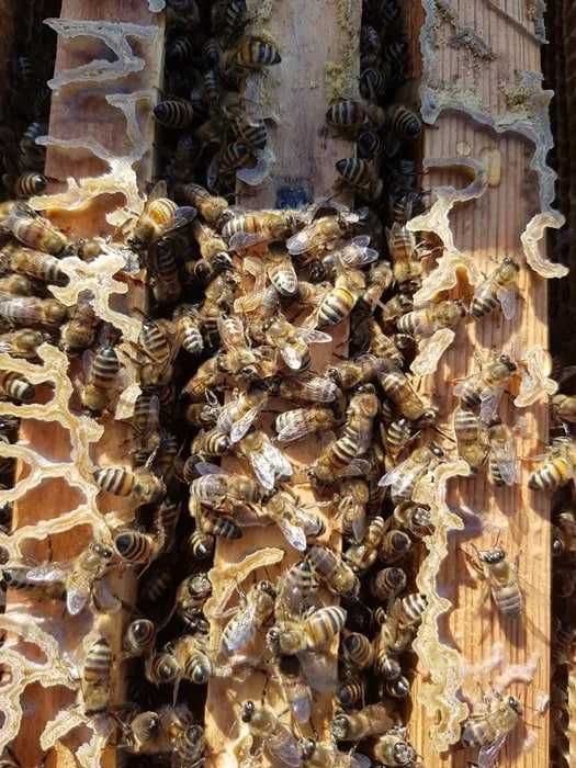 Асаларилар сотилади донага / donaga Asal ari sotiladi