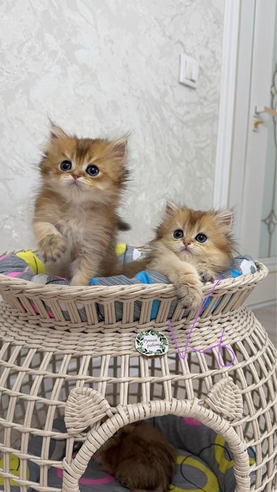 На продаже золотый шиншиллы