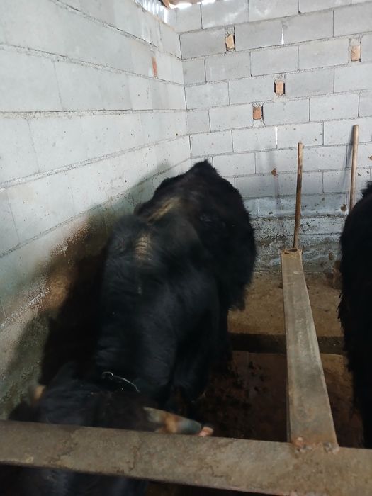 Продам быка на откорме