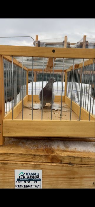 Голуби жук, капканка и сирень.