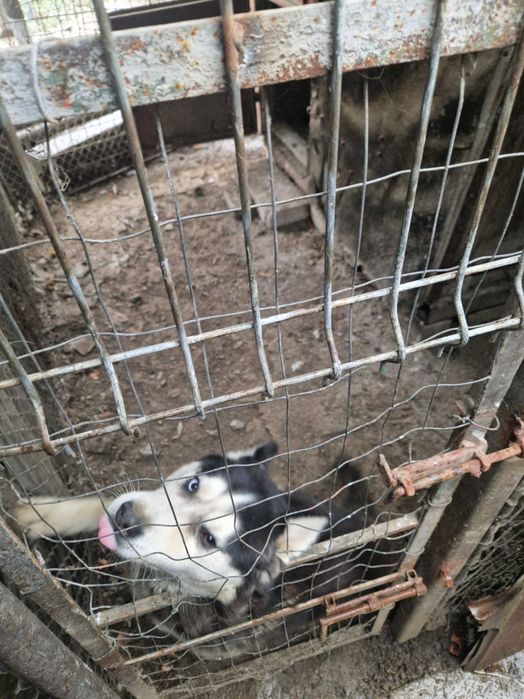 Câine tip Husky – prietenos, vaccinat + carnet