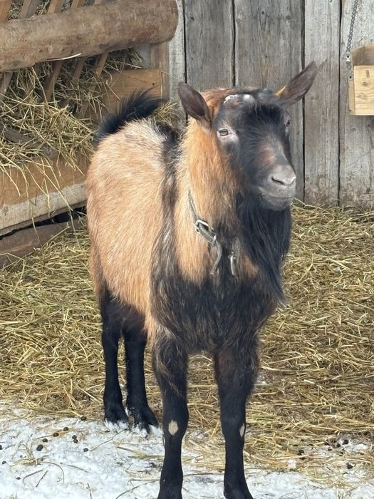 Tap alpin francez de vanzare