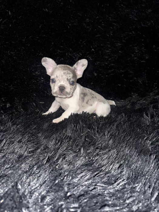 Bulldog Francez fetita