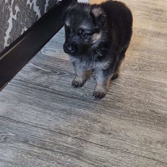 Восточно-европейская овчарка