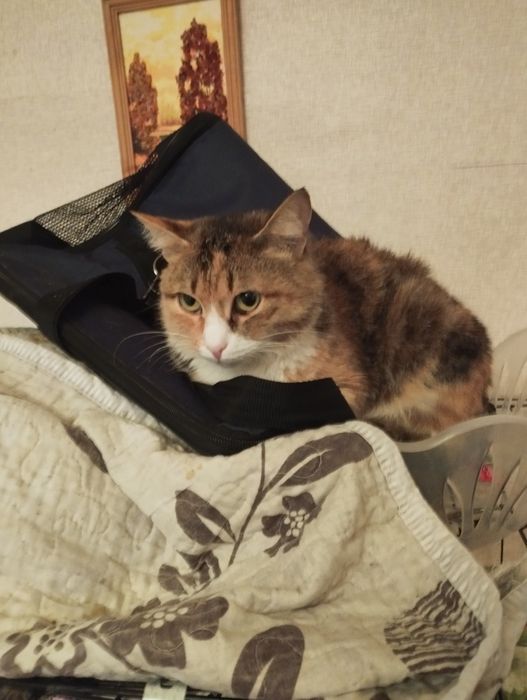 Милая девочка даром