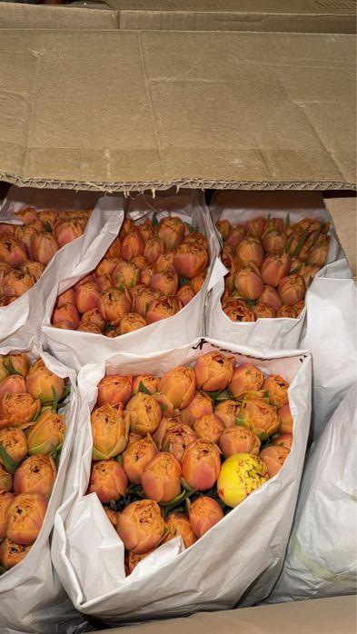 Свежие Тюльпаны на 8 Марта