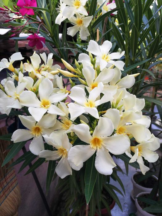 Продавам зокум олеандър