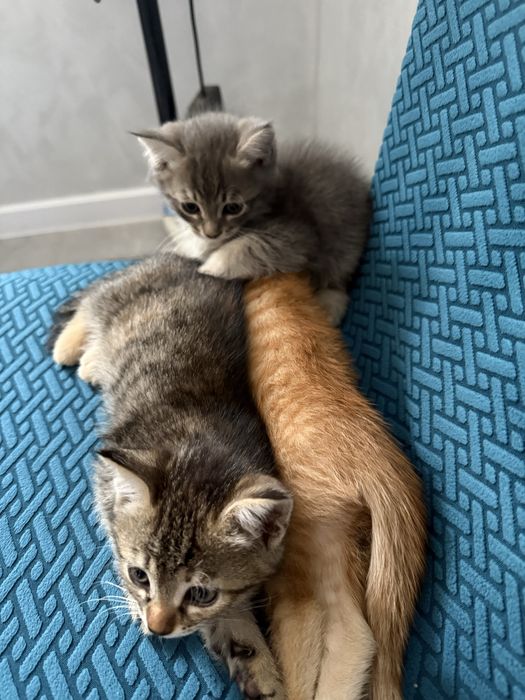 Котята один мальчик и одна девочка