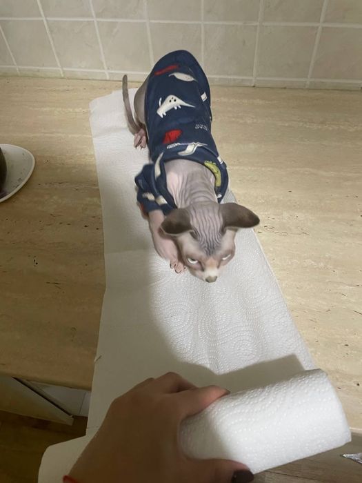 Кошечка Канадский Сфинкс продается