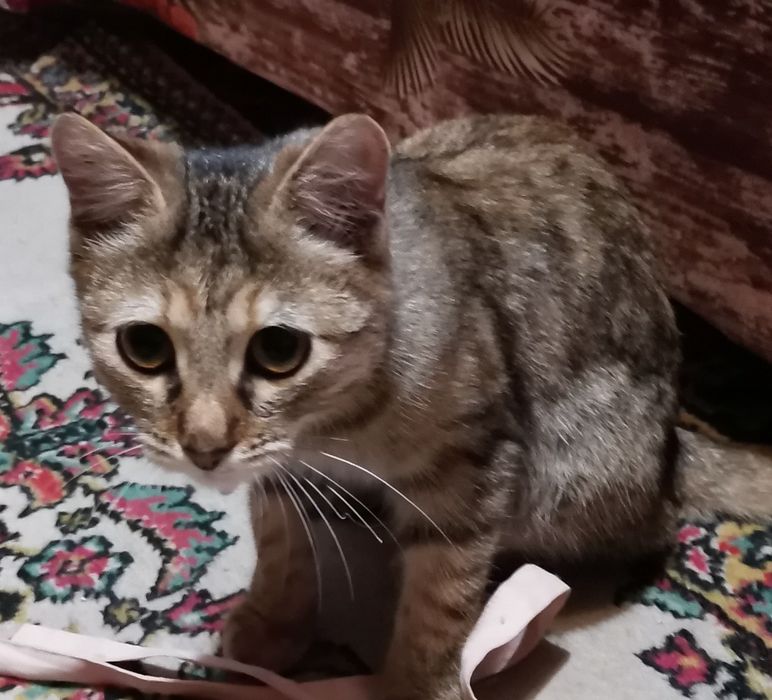 Котенок в добрые руки