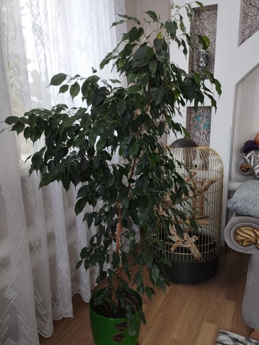Продам фикус Бенджамина