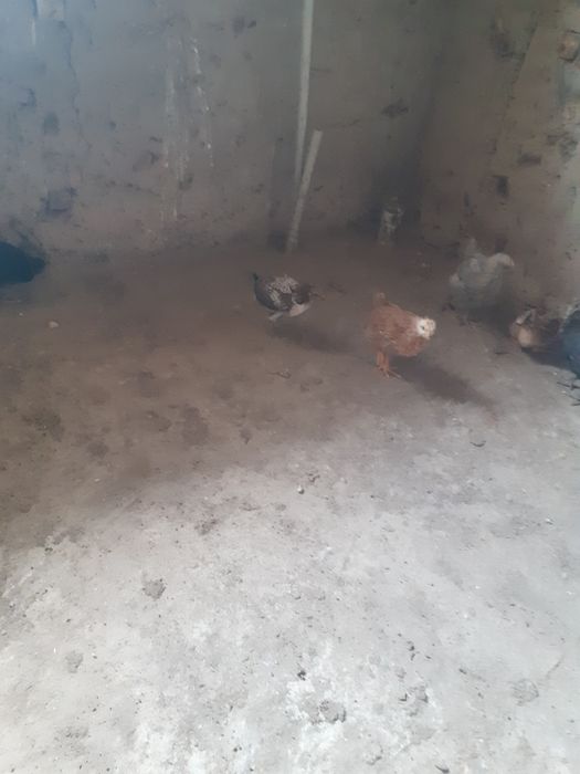 Продам  2-недельных цыплят