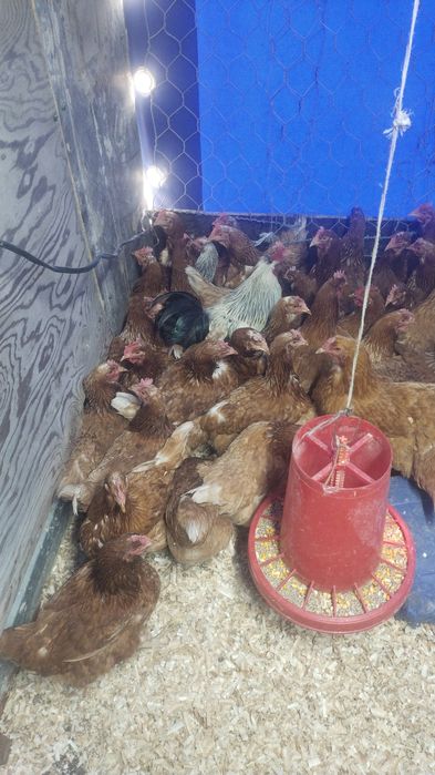 Продам куры домашние и ломан браун