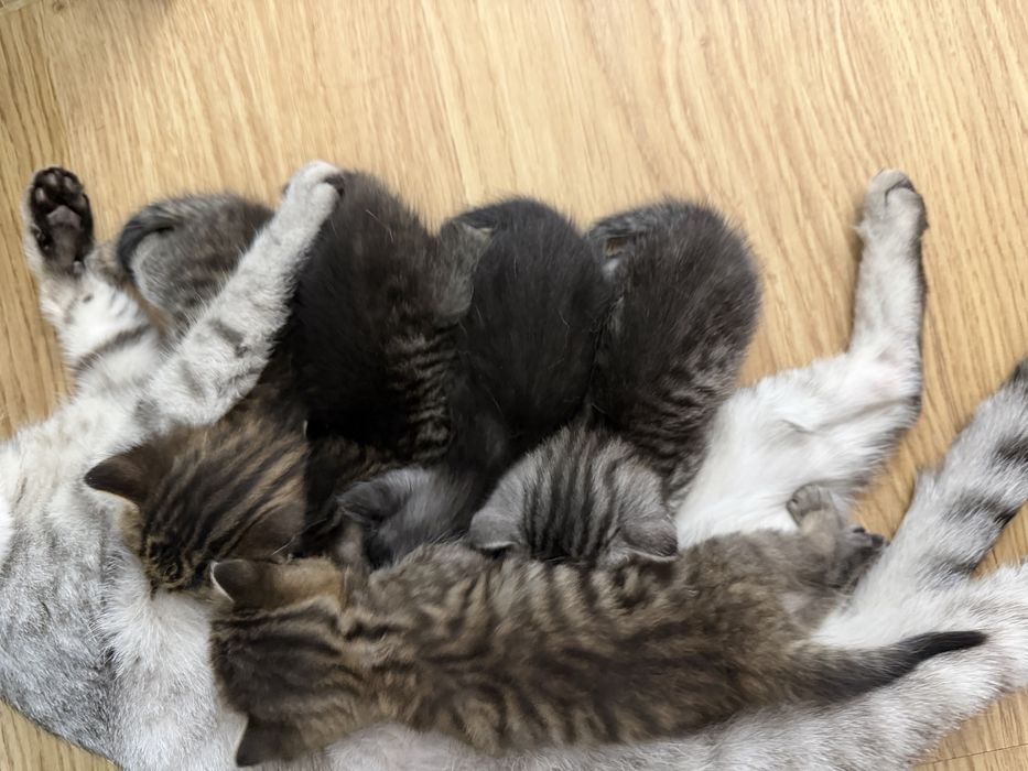 Кошка с котятами