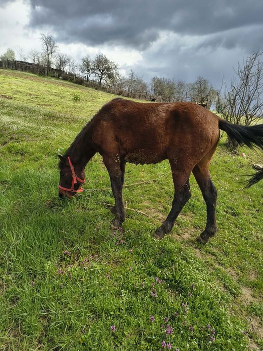 Vand mânz varsta 1 an si 4 luni