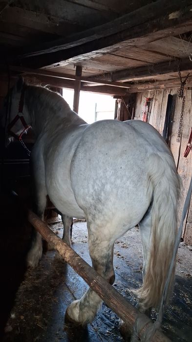 Iapă de Vânzare  de 9 ani