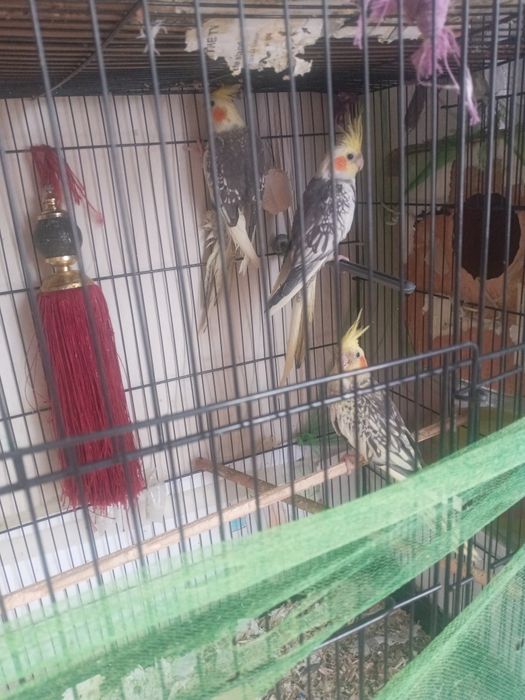 Karella qushlar sotladi