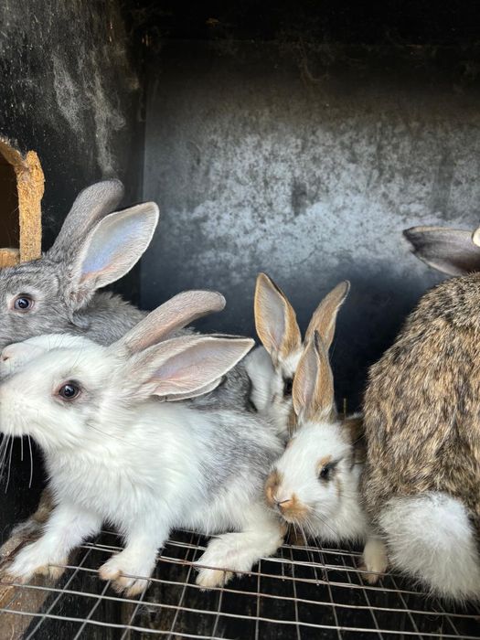 Кролики строкач фландр