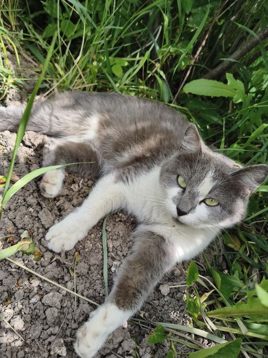 Крысыловы котята и кошка.
