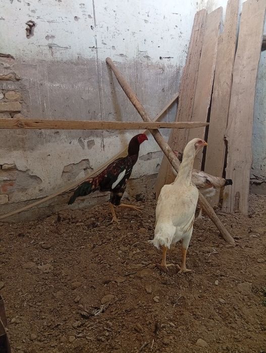 Тухум ва жожалар сотилади.