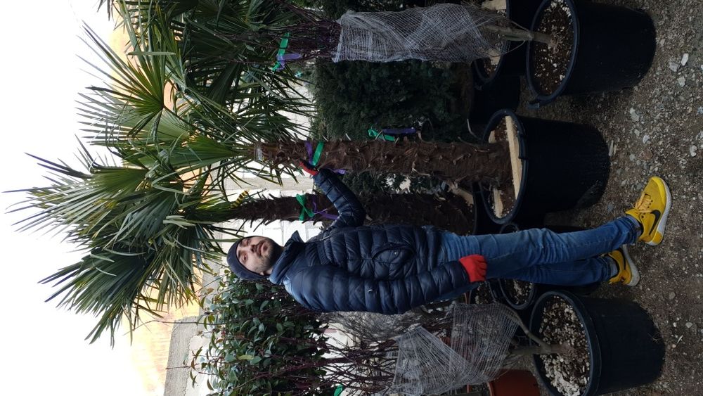 Vindem din pepiniera noastră magnolie palmieri și diferite forme