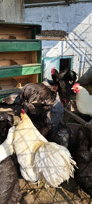 Ouă incubat rasele Australorp, Brahma, Isa Brown