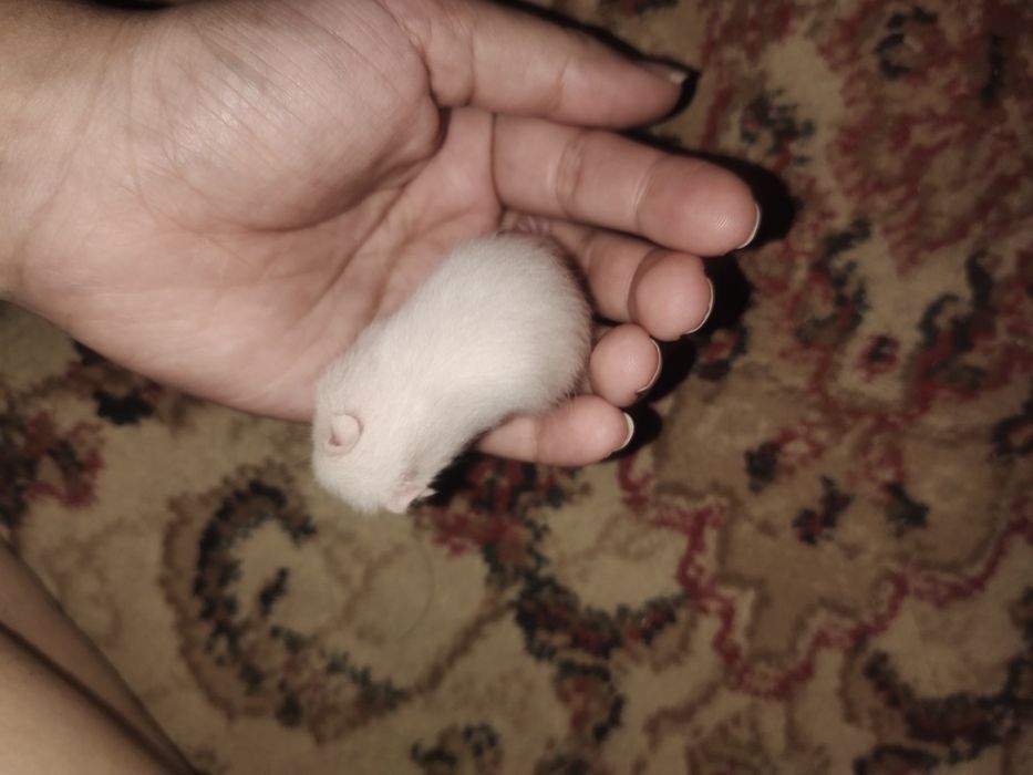 Сирийские хомяки