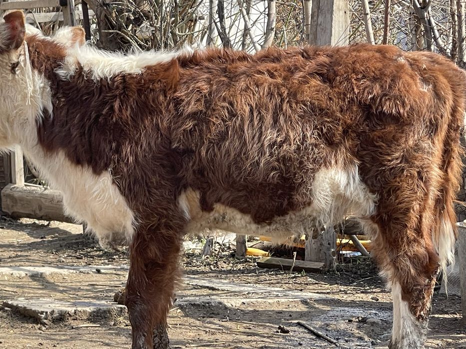 Продается 2 бычка